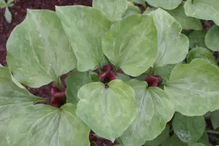 Trillium recurvatum