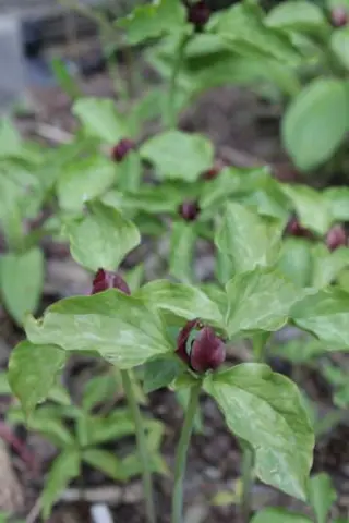 Trillium recurvatum