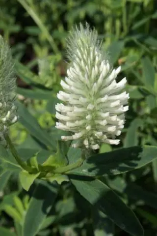 Trifolium rubens 'Catharina'
