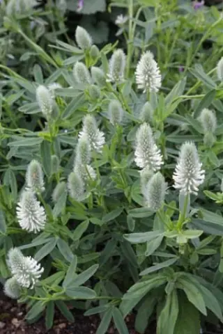 Trifolium rubens 'Catharina'