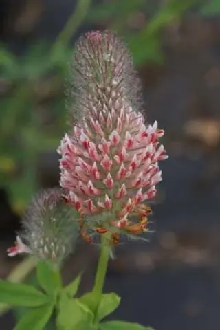 Trifolium rubens 'Peach Pink'