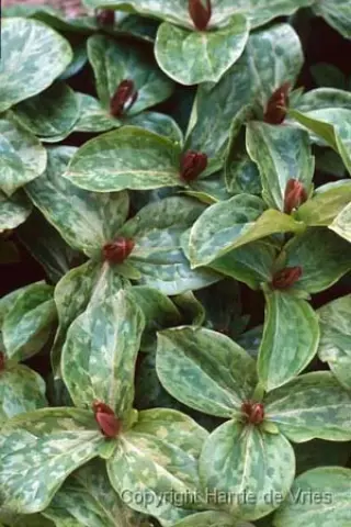 Trillium sessile