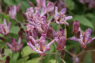 Tricyrtis 'Shimone'