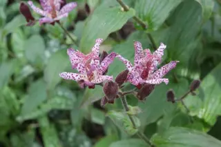 Tricyrtis 'Shimone'