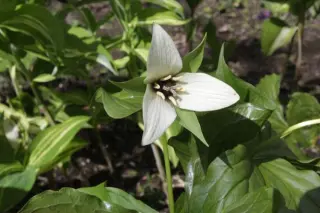 Trillium sulcatum albolutescens