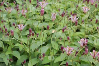 Tricyrtis 'Taiwan Adbane'