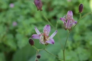 Tricyrtis 'Taiwan Adbane'