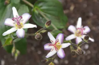 Tricyrtis 'Tojen'