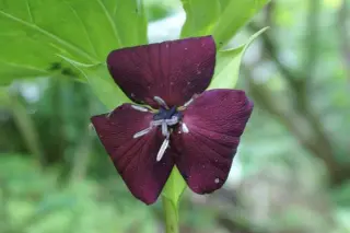 Trillium vaseyi
