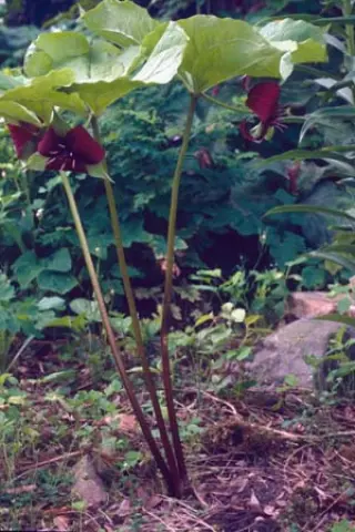 Trillium vaseyi