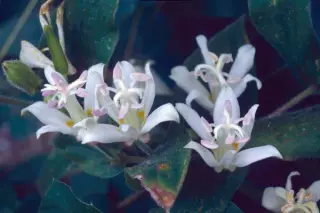 Tricyrtis 'White Towers'