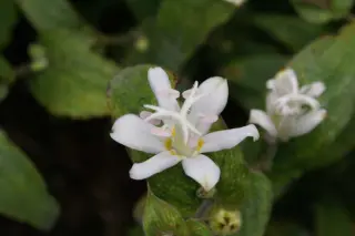 Tricyrtis 'White Towers'