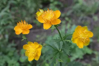 Trollius chinensis macrop. (coll. Primorskiy)