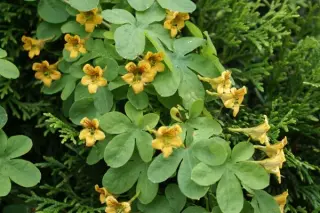 Tropaeolum ciliatum