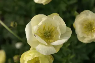 Trollius x cultorum 'Alabaster'