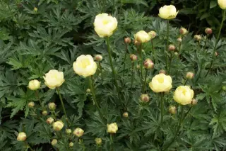 Trollius x cultorum 'Alabaster'