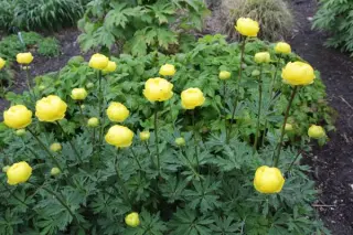 Trollius x cultorum 'Lemon Queen'