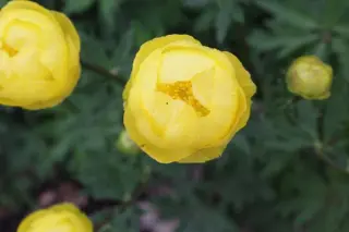 Trollius x cultorum 'Lemon Queen'