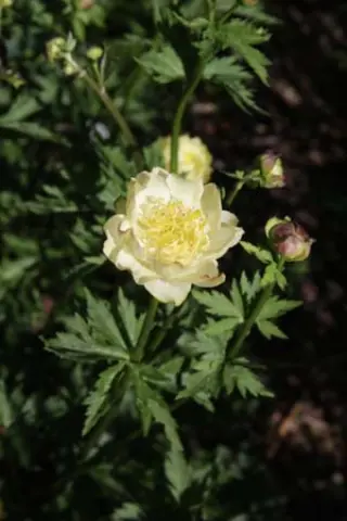 Trollius x cultorum 'New Moon'