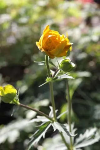 Trollius x cultorum 'Orange Globe'