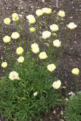 Trollius x cultorum 'Taleggio'