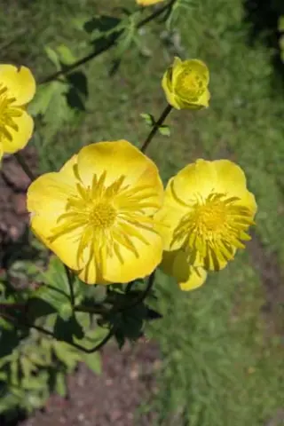 Trollius ircuticus (gele vorm)