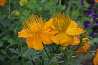 Trollius ircuticus