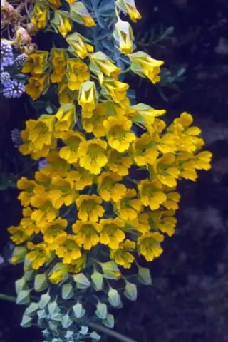 Tropaeolum polyphyllum