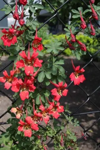 Tropaeolum speciosum