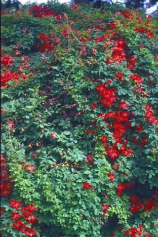 Tropaeolum speciosum
