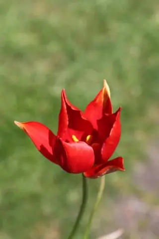 Tulipa sprengeri (2 halfwas bollen)
