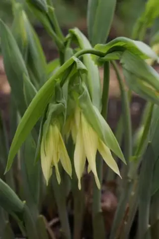 Uvularia flava (grandiflora 'Pallida')