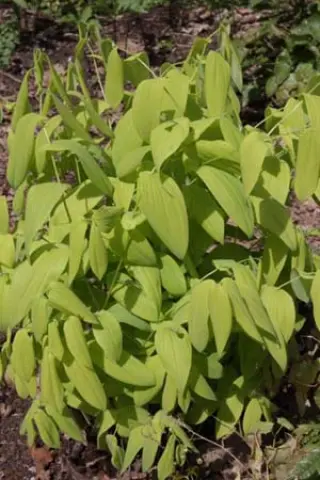 Uvularia grandiflora 'Lynda Windsor'