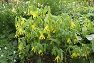 Uvularia grandiflora (donkergele vorm)