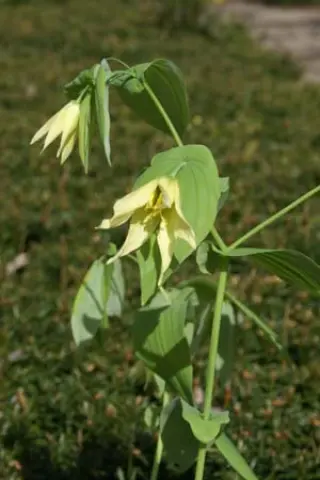 Uvularia perfoliata
