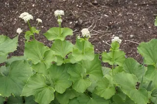 Valeriana alliariifolia 'Sirene'