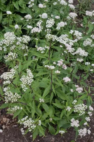 Valeriana montana