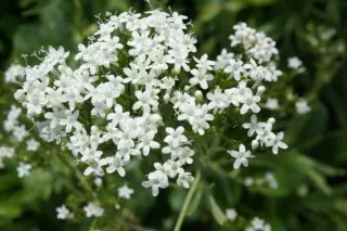 Valeriana phu aurea