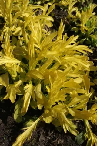 Valeriana phu aurea