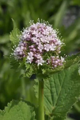 Valeriana pyrenaica