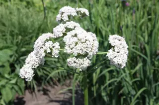 Valeriana wallrothii