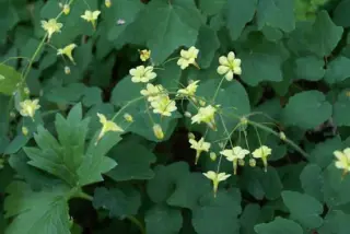 Vancouveria chrysantha