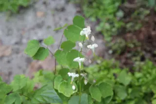 Vancouveria hexandra