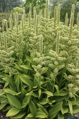 Veratrum album