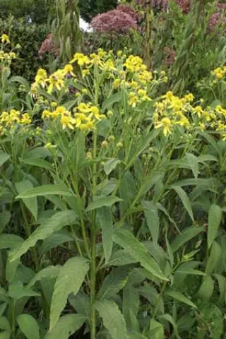 Verbesina alternifolia (Dixter vorm)
