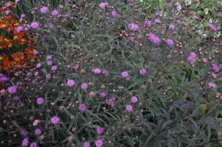 Vernonia angustifolia