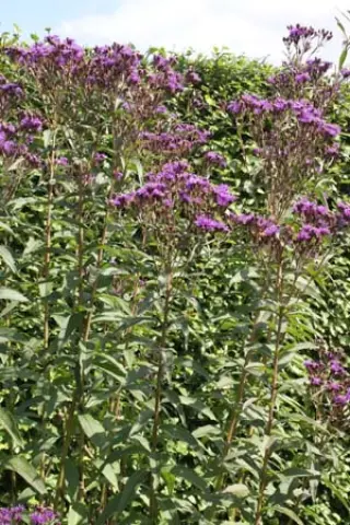 Vernonia arkansana