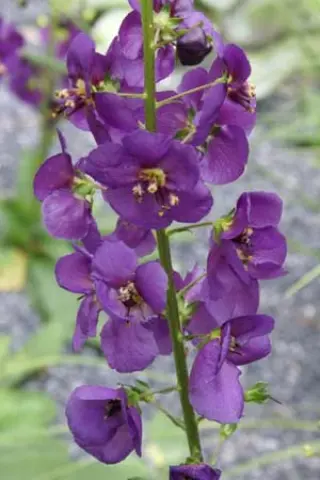 Verbascum atroviolaceum