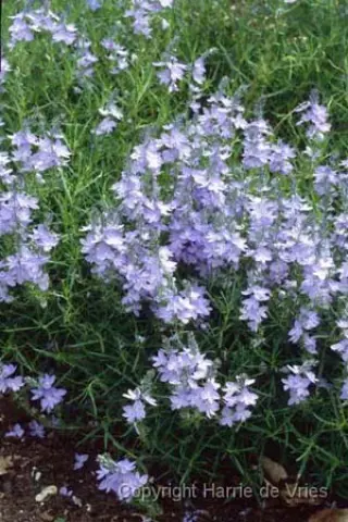 Veronica austriaca 'Ionian Skies'