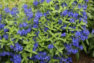 Veronica austr. teucrium 'Knallblau'